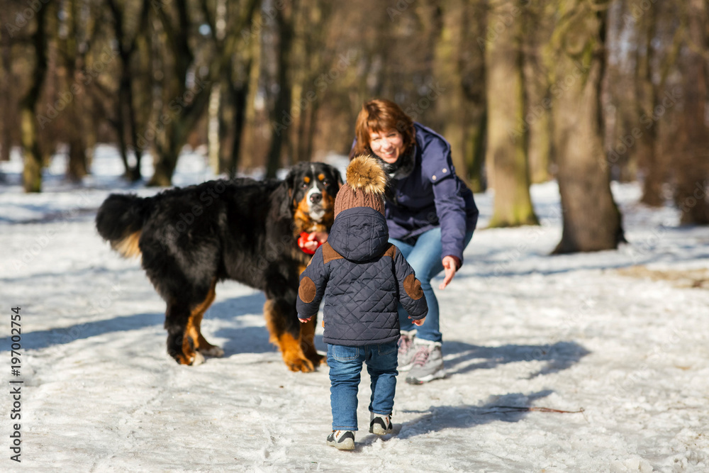 Little boy comes to a woman playing with the Bernese Mountain Dog