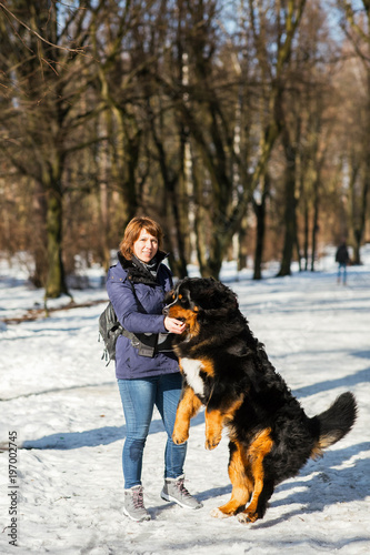 Woman in winter coat walks with the Bernese Mountain Dog around the park covered with snow