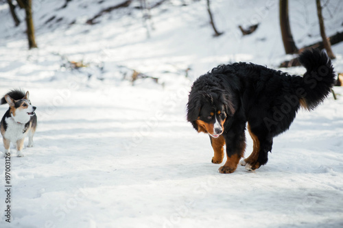 Bernese Mountain dog and Welsh Corgi play in a winter park