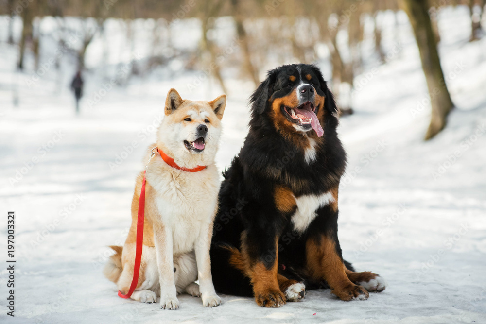 Akita-inu dog and Bernese Mountain dog sit side by side in a winter park