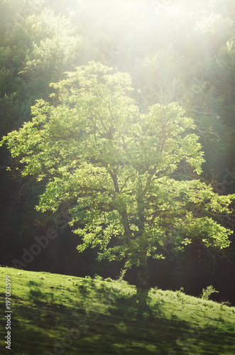 green spring landscape with tree in sunset light