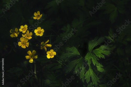 close-up blossoming flower of buttercup Ranunculus acris photo