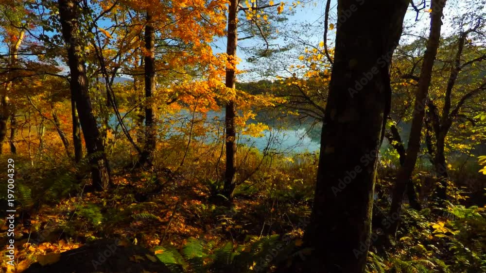 Walk by the Autumn pond at morning