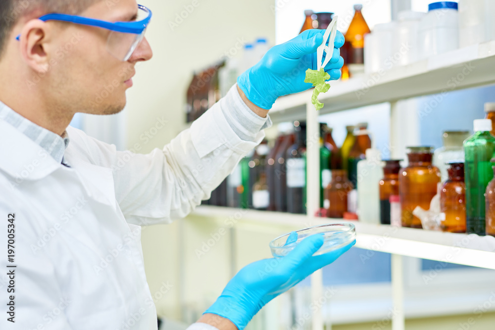 Profile view of concentrated young scientist wearing safety goggles and white coat holding Petri dish in hand while carrying out quality control of lettuce in modern lab. Profile view of concentrated young scientist wearing safety goggles and white coat holding Petri dish in hand while carrying out quality control of lettuce in modern lab.
