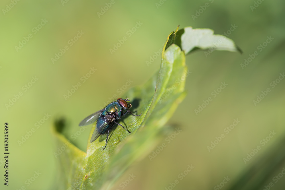 Blow-fly pathogens are glands dung,Blow-fly,Chrysomya megacephala (Fabricius) Blow-fly pathogens are glands dung,Blow-fly,Chrysomya megacephala (Fabricius)
