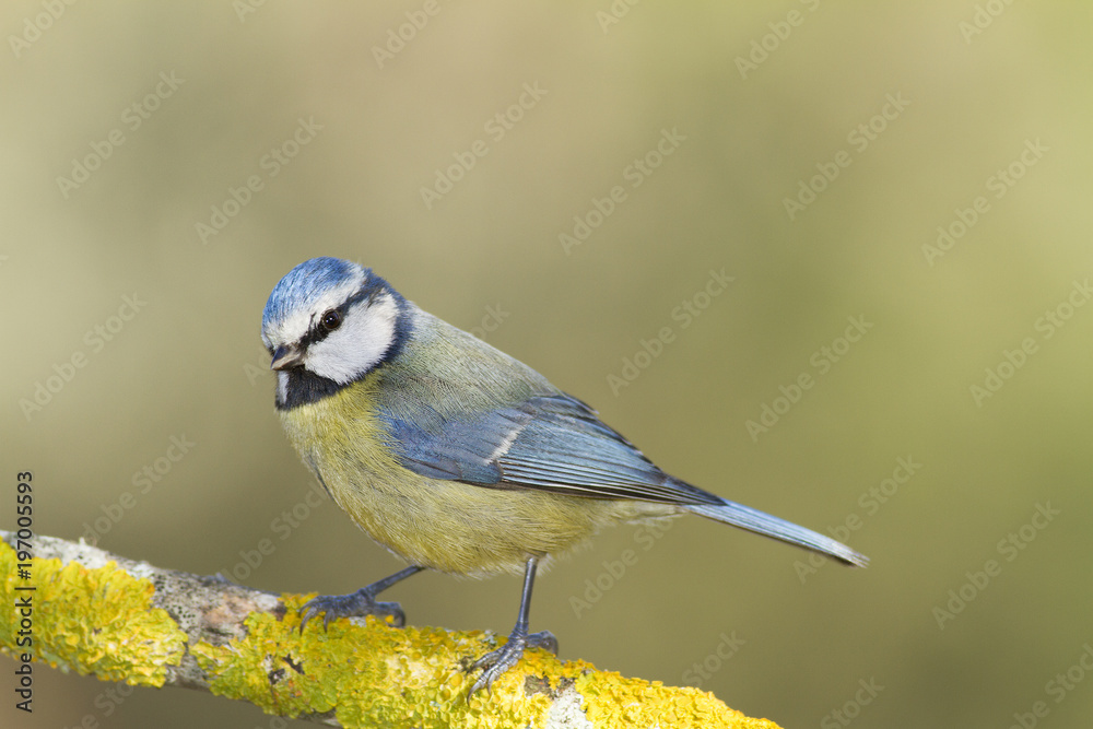 blue tit blue tit