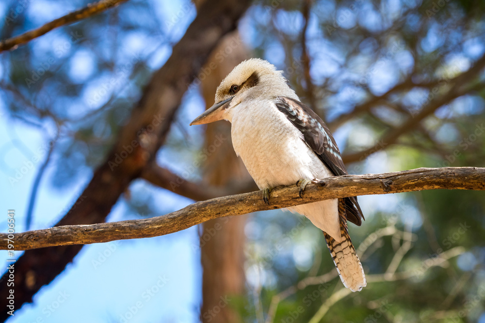 A kookaburra waiting for a prey on a branch in the Grampians national park in Australia A kookaburra waiting for a prey on a branch in the Grampians national park in Australia