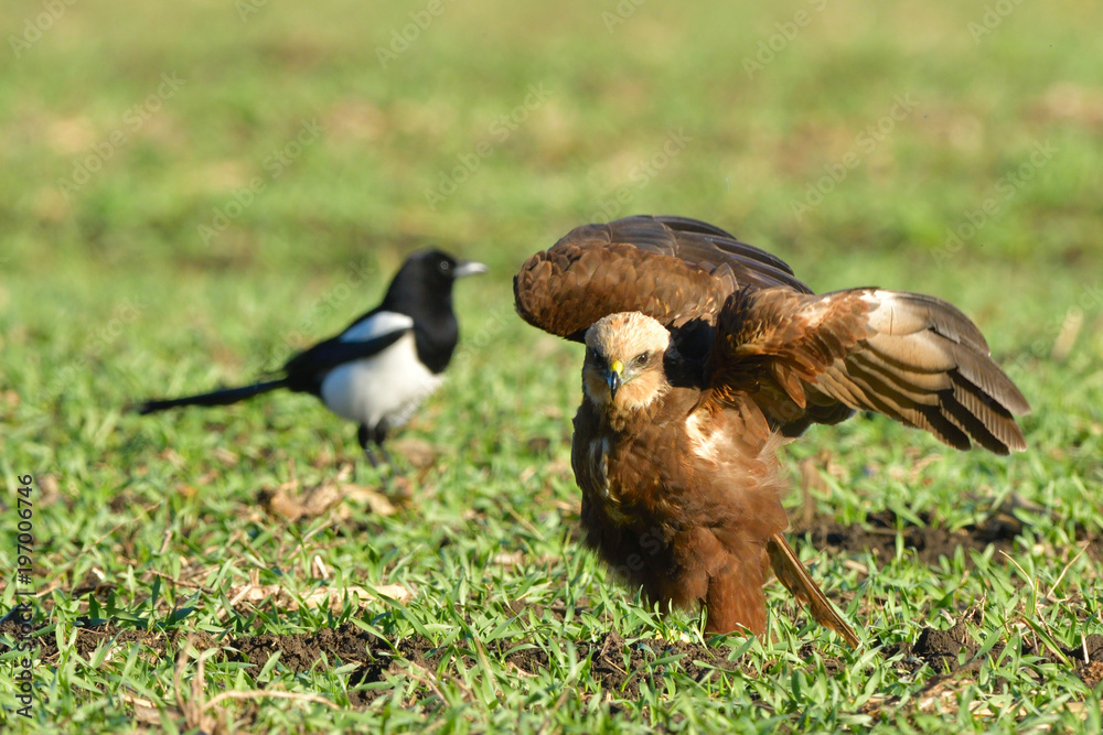 Obraz premium Marsh harrier (Circus aeruginosus)