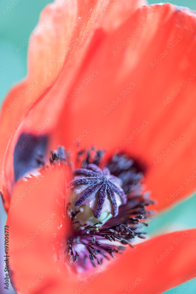 wild poppy flower macro, symbol of remembrance wild poppy flower macro, symbol of remembrance