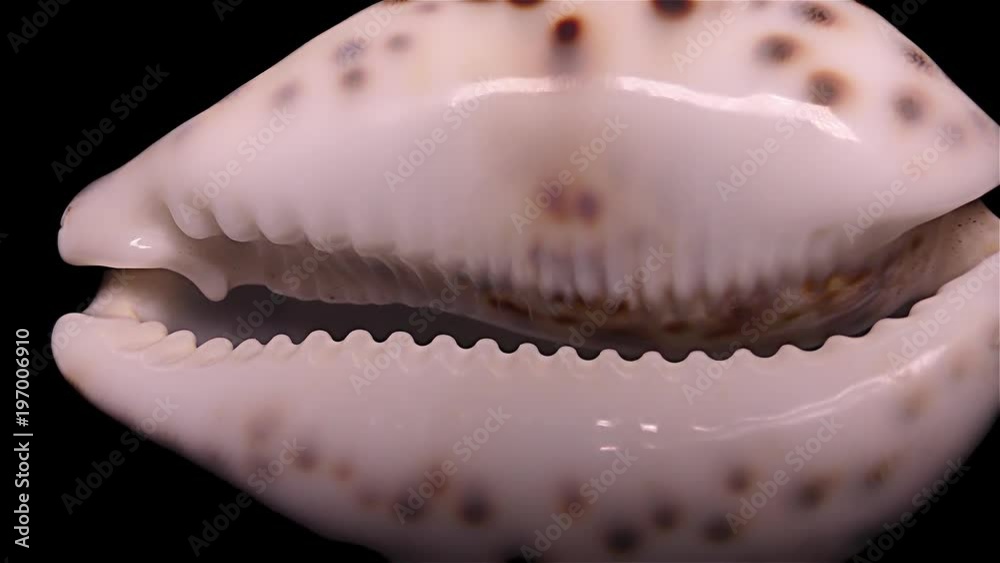 Seashell Isolated on Black Background, Warm Light – Close-up, Detail Seashell Isolated on Black Background, Warm Light – Close-up, Detail