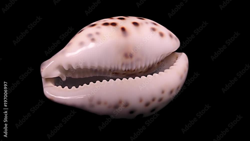 Seashell Isolated on Black Background, Warm Light – Close-up, Detail Seashell Isolated on Black Background, Warm Light – Close-up, Detail