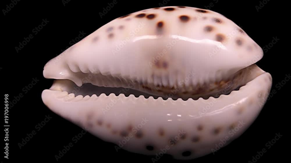 Seashell Isolated on Black Background, Warm Light – Close-up, Detail Seashell Isolated on Black Background, Warm Light – Close-up, Detail
