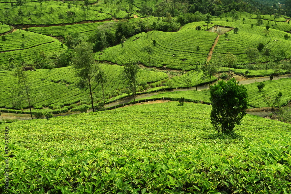 Tea Plantation in maunnar