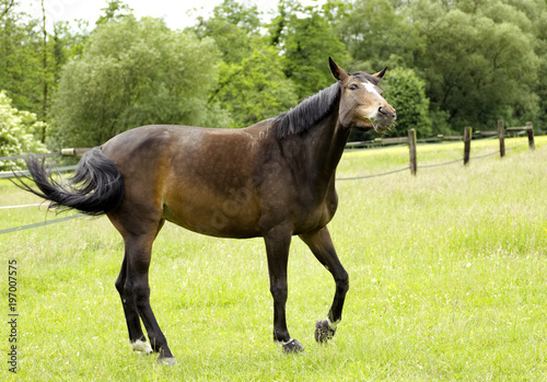 Pferd albert auf der Wiese