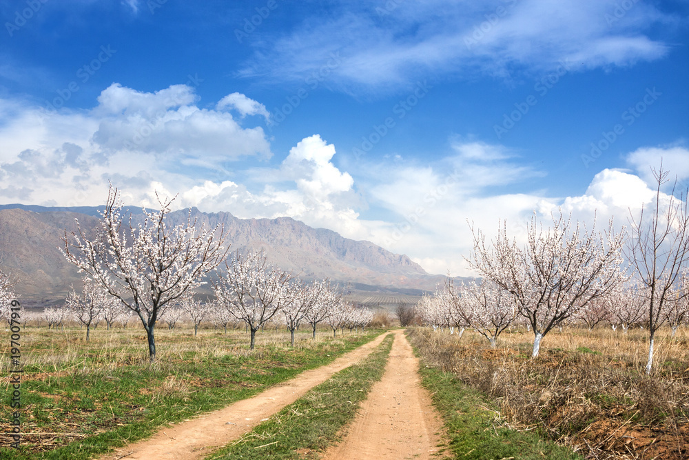 Apricot farm during sping season against Vayk mountain range, Vayots Dzor Province Armenia Apricot farm during sping season against Vayk mountain range, Vayots Dzor Province Armenia