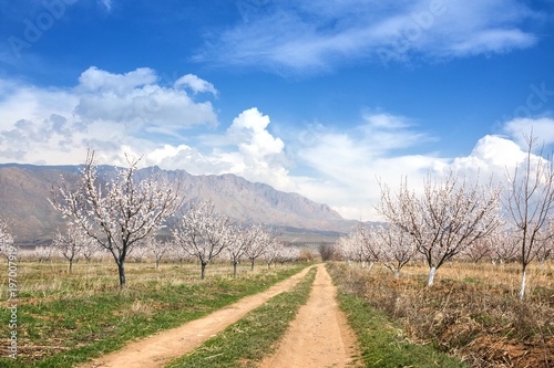 Apricot farm during sping season against Vayk mountain range, Vayots Dzor Province Armenia