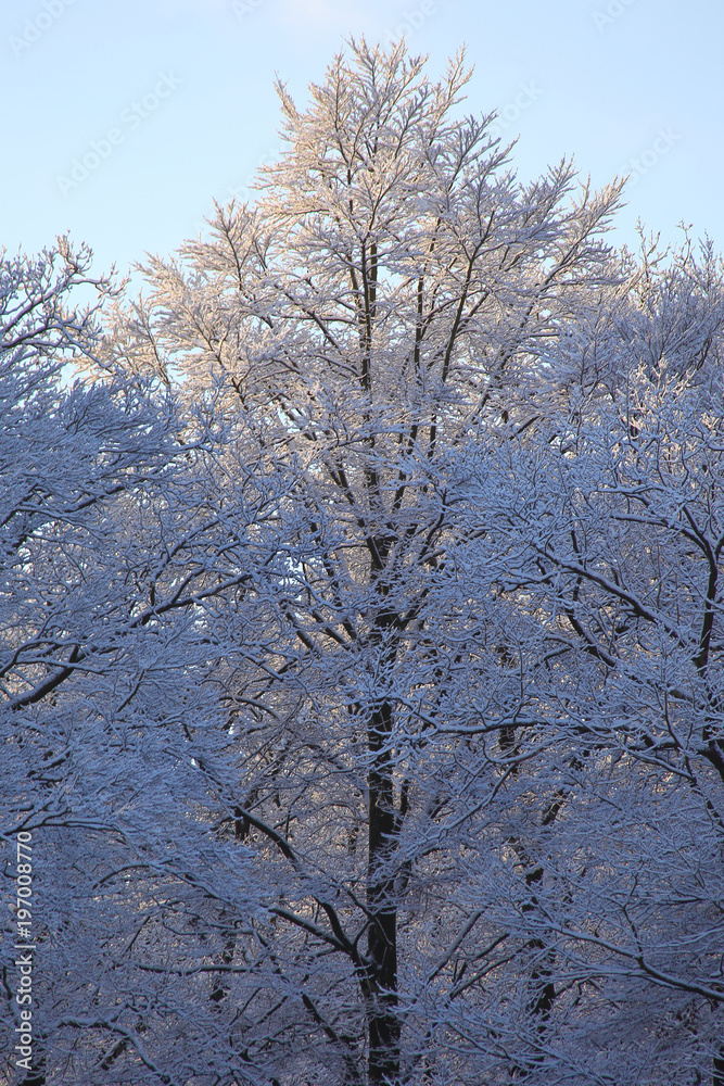 Baum im Winter bei blauem Himmel und Sonnenschein
