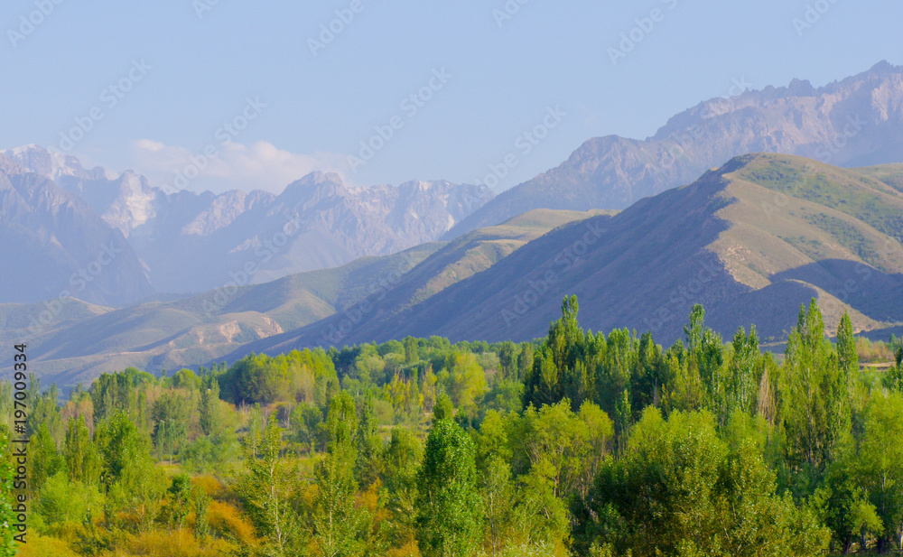 Landscape view over the trees in Kyrgystan 