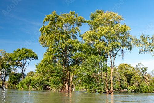 B  ume im Mekong