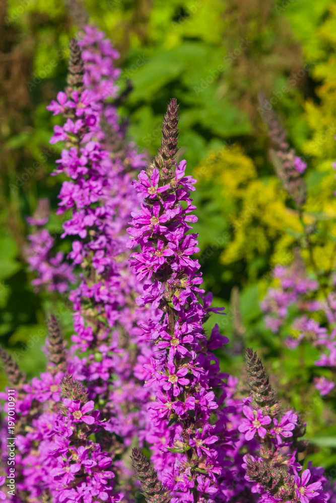 Obraz premium Purple Loosestrife or Lythrum salicaria blossom at flowerbed close-up, selective focus, shallow DOF