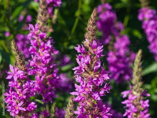 Purple Loosestrife or Lythrum salicaria blossom at flowerbed close-up, selective focus, shallow DOF