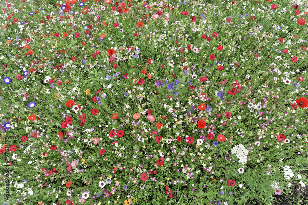 Bunte Blumenwiese, Schwäbisch Gmünd, Baden-Württemberg, Deutschland, Europa