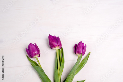 drei lila Tulpen auf weißem Holz