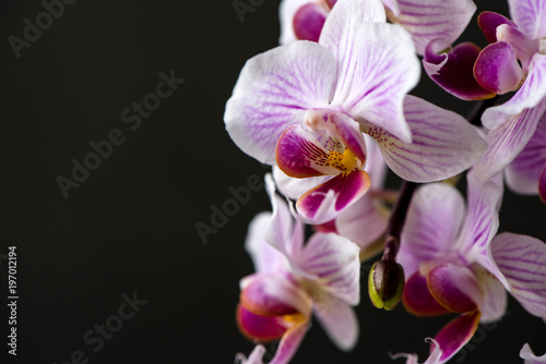 Fototapeta Naklejka Na Ścianę i Meble -  rosa-weiße Orchidee vor schwarzem Hintergrund, Makroaufnahme