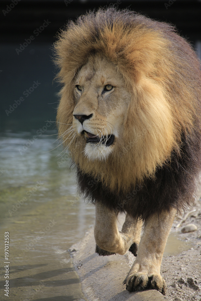 Löwe Männchen Portrait (Panthera leo)