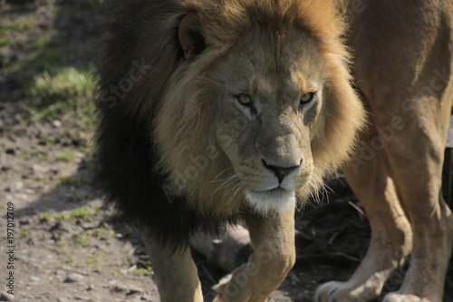 Löwe Portrait von vorne (Panthera leo)
