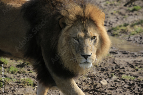 L  we von vorne  Panthera leo 