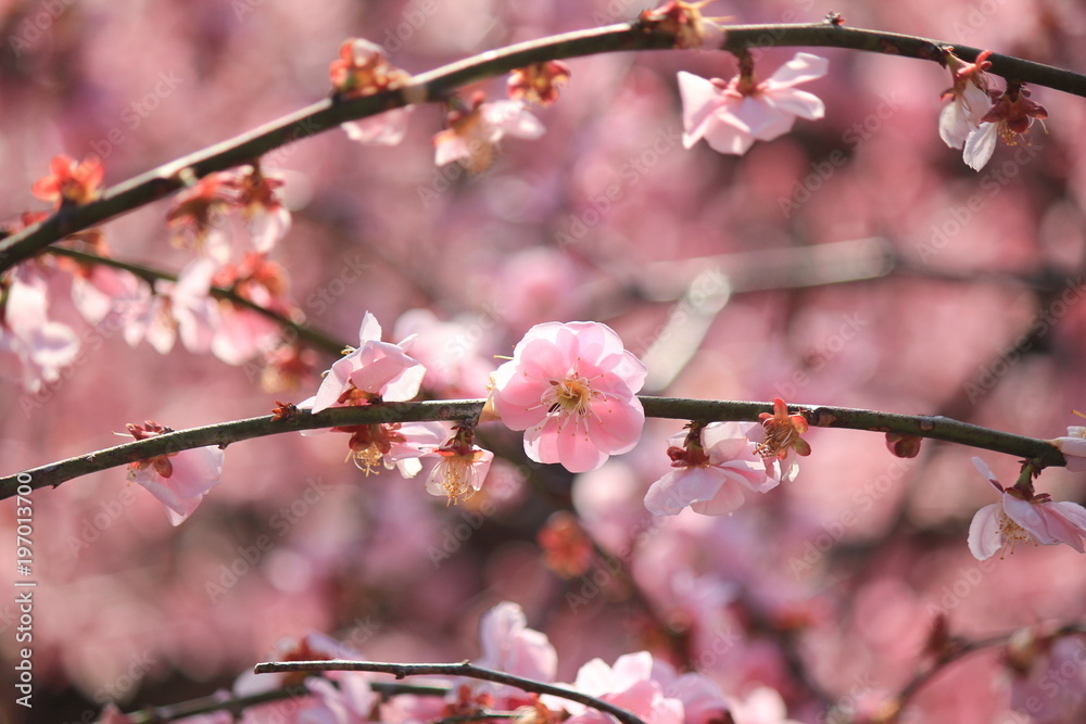 梅の花 梅の花