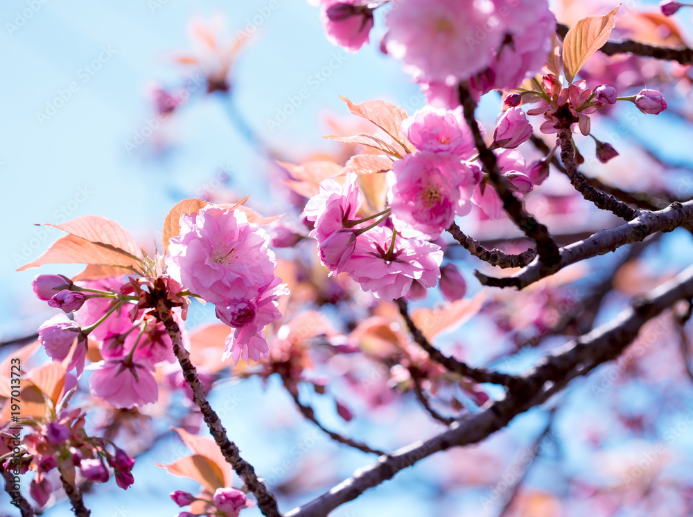Flowering, blooming Japanese cherry tree, Flowering cherry tree - beautiful flowering Flowering, blooming Japanese cherry tree, Flowering cherry tree - beautiful flowering