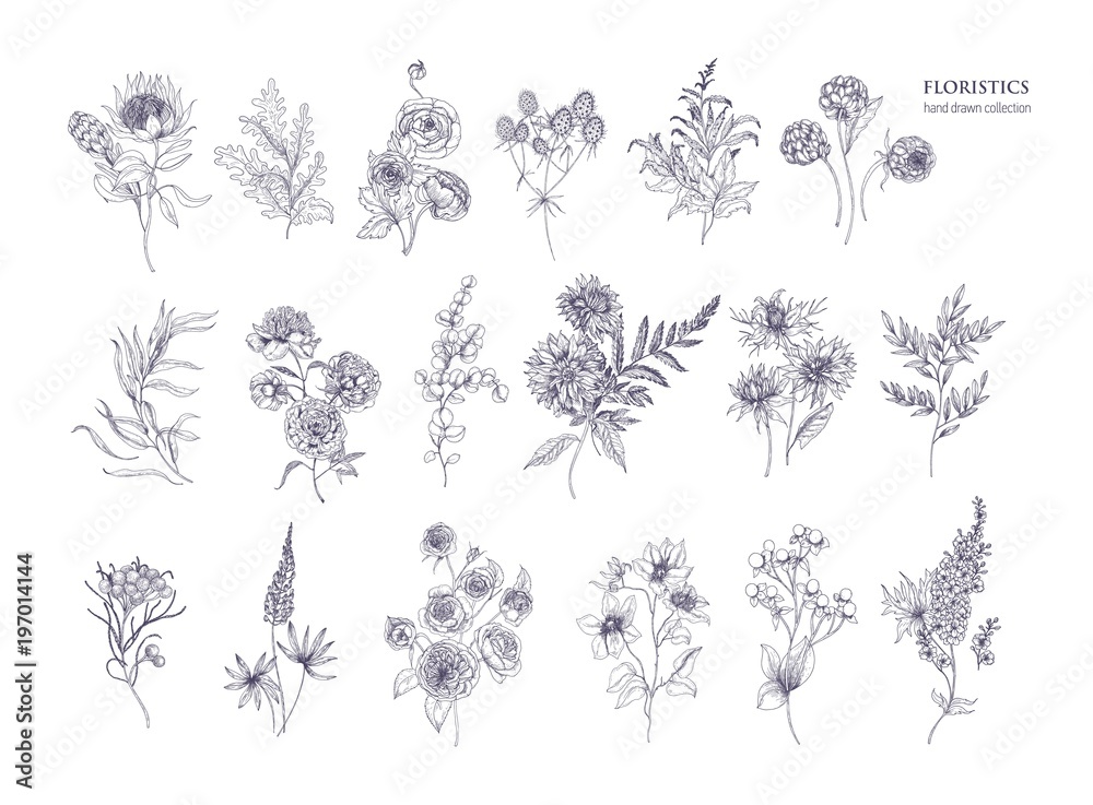 Obraz Set of beautiful floristic flowers, flowering plants and wild herbs hand drawn with black contour lines on white background. Bundle of elegant botanical decorations. Hand drawn vector illustration.