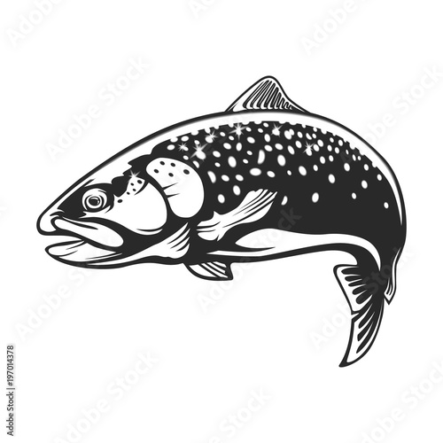 Rainbow trout jumping out water.Salmon isolated on white background. Concept art for horoscope, tattoo or colouring book.