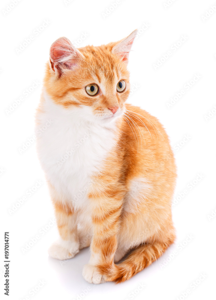 Red kitten isolated on whit