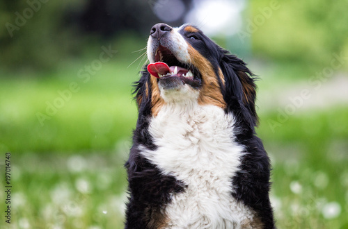 portrait Bernese Mountain Dog looks outdoors, on green grass