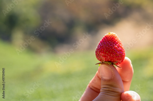grab a fresh strawberry in daylight