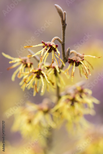 Photos Witch hazel (Hamamelis × intermedia 'Arnold Promise')  in flower
