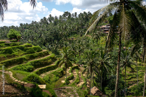 Beautiful rice terraces in the day light near Tegallalang village, Ubud, Bali, Indonesia.