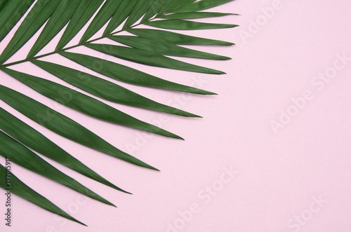 Green palm leaf on light pink background.
