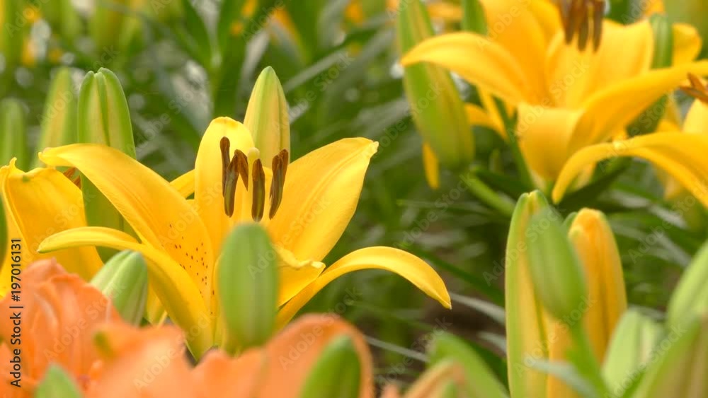 Yellow lilly flower in garden Yellow lilly flower in garden