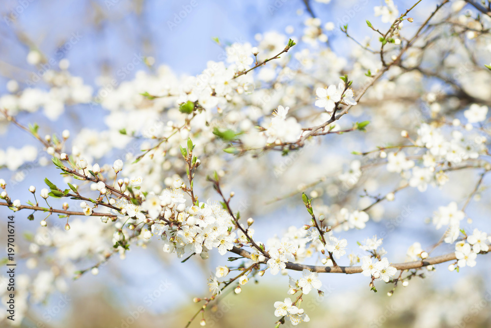 Spring beauty background. Blooming white Flowers of trees on the blue sky background