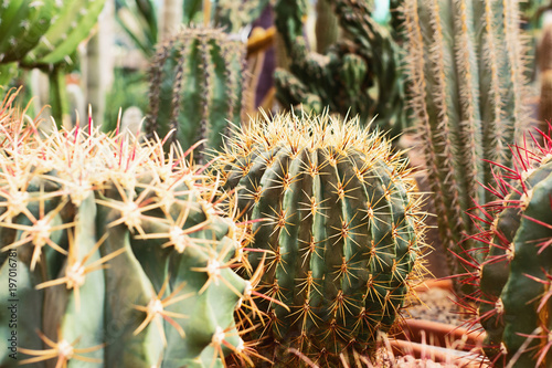 Some cactus in flower pot