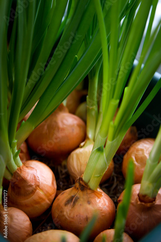 a garden of young onion on a window sill.Growing onions on the windowsill. Fresh green onions at home Indoor gardening growing spring onions in flower pot on window sill. Fresh sprouts of green onion 