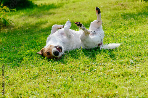 Fototapeta Naklejka Na Ścianę i Meble -  Infected or allergic dog scratching and itching its back on ground