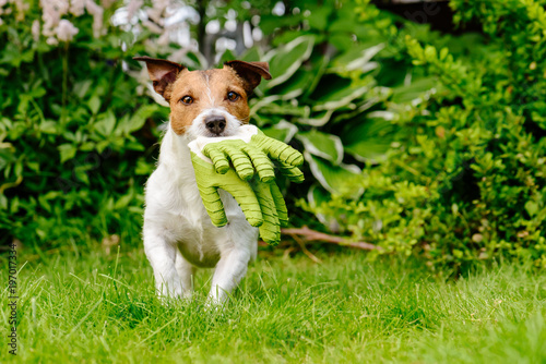 Fototapeta Naklejka Na Ścianę i Meble -  Dog carrying gardening gloves running on green grass lawn at garden