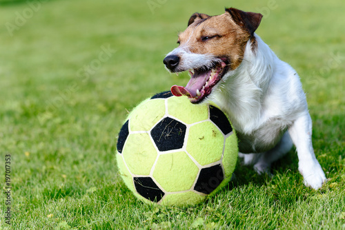 Happy dog playing with big football ball at green grass lawn © alexei_tm