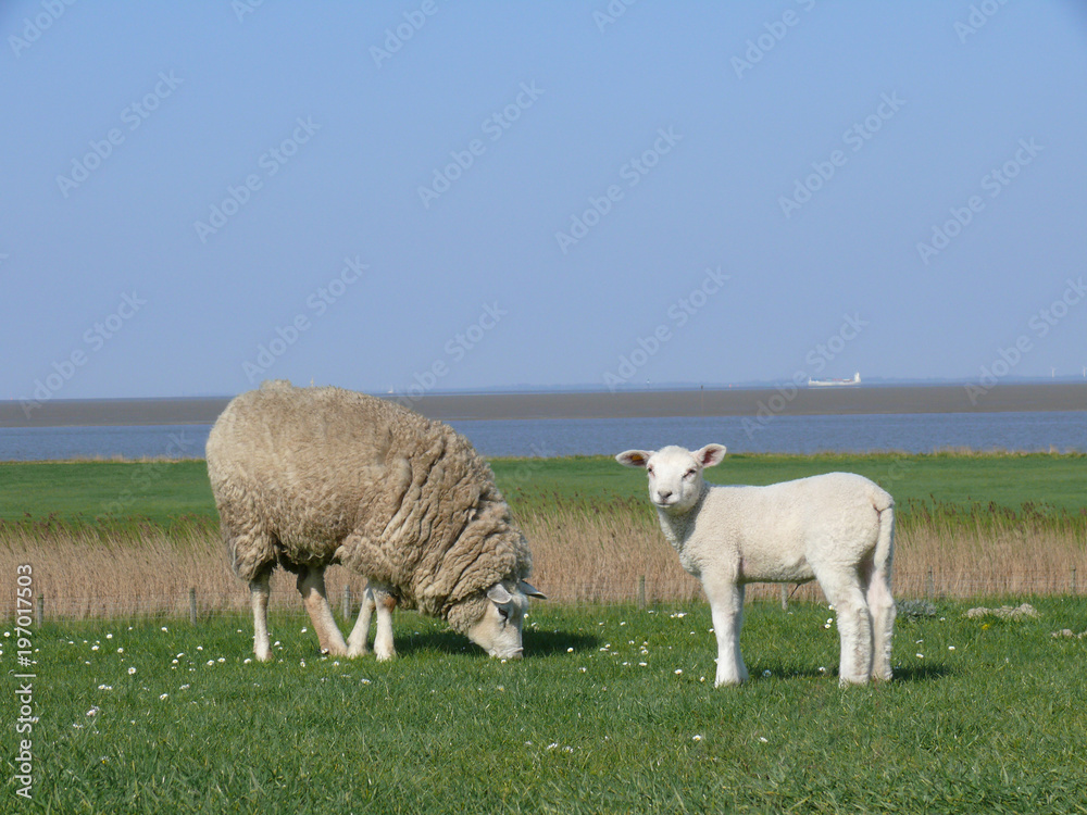 weißes Lamm mit seiner Mutter auf einem Deich an der Nordseeküste weißes Lamm mit seiner Mutter auf einem Deich an der Nordseeküste