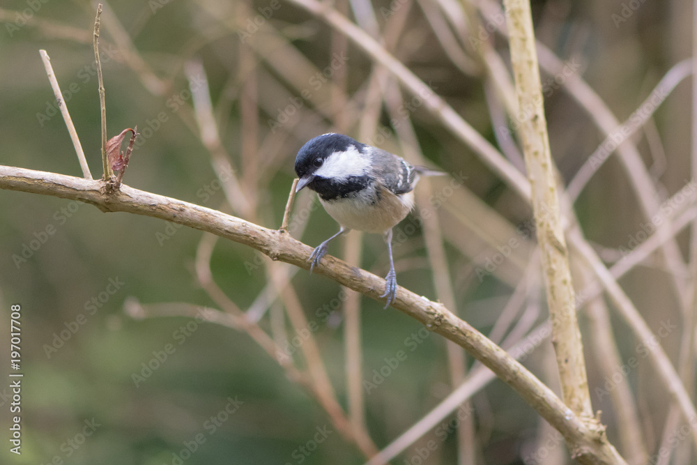 Fotografie Coal tit (Periparus ater) perching on branch